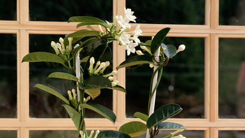 Die Kranzschlinge ist eine Zimmerpflanze mit tollen weißen Blüten. (Foto: picture-alliance / Reportdienste, picture alliance / imageBROKER | Geduldig)
