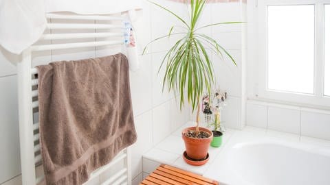 Zimmerpflanzen: Der Drachenbaum liebt eine hohe Luftfeuchtigkeit und ist zum Beispiel im Bad gut aufgehoben.