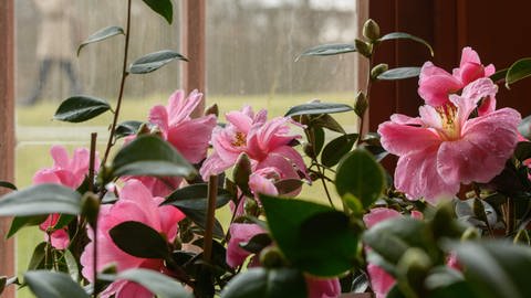 Rosafarbene Kamelienblüten in einem Zimmer vor dem Fenster. Unscharf im Hintergrund Regen an der Fensterscheibe. (Foto: picture-alliance / Reportdienste, picture alliance / dpa | arifoto UG)