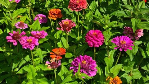 Sommerblumen: Zinnien blühen im Garten in Rosa, Rot und Orange. (Foto: picture-alliance / Reportdienste, picture alliance / imageBROKER | J. Pfeiffer) Sommerblumen: Zinnien blühen im Garten in Rosa, Rot und Orange.