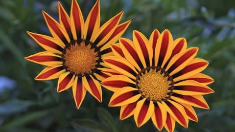 Sommerblumen: Gazanie auch Mittagsgold oder Mittagsblume genannt in kräftigen Farben. (Foto: picture-alliance / Reportdienste, picture alliance / blickwinkel/W. Layer | W. Layer) Sommerblumen: Gazanie auch Mittagsgold oder Mittagsblume genannt in kräftigen Farben.