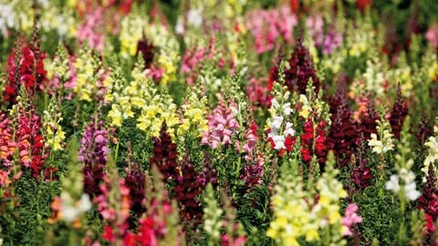 Sommerblumen: Ein feld mit bunten Löwenmäulchen. (Foto: picture-alliance / Reportdienste, picture alliance / Westend61 | Westend61 / Dieter Heinemann) Sommerblumen: Ein feld mit bunten Löwenmäulchen.