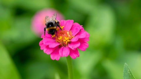 Sommerblumen: Eine Hummel sitzt auf einer blühenden Zinnie. (Foto: picture-alliance / Reportdienste, picture alliance / dpa-Zentralbild | Stephan Schulz) Sommerblumen: Eine Hummel sitzt auf einer blühenden Zinnie.