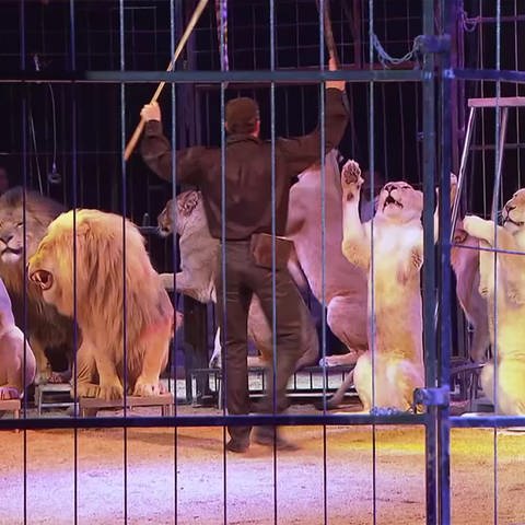 Mit Löwen, Tiger und Hengsten - Premiere Circus Krone