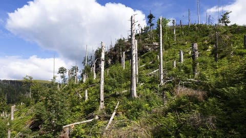 Sich selbst überlassener Wald am Feldberg im Schwarzwald (Foto: IMAGO, IMAGO / imagebroker)