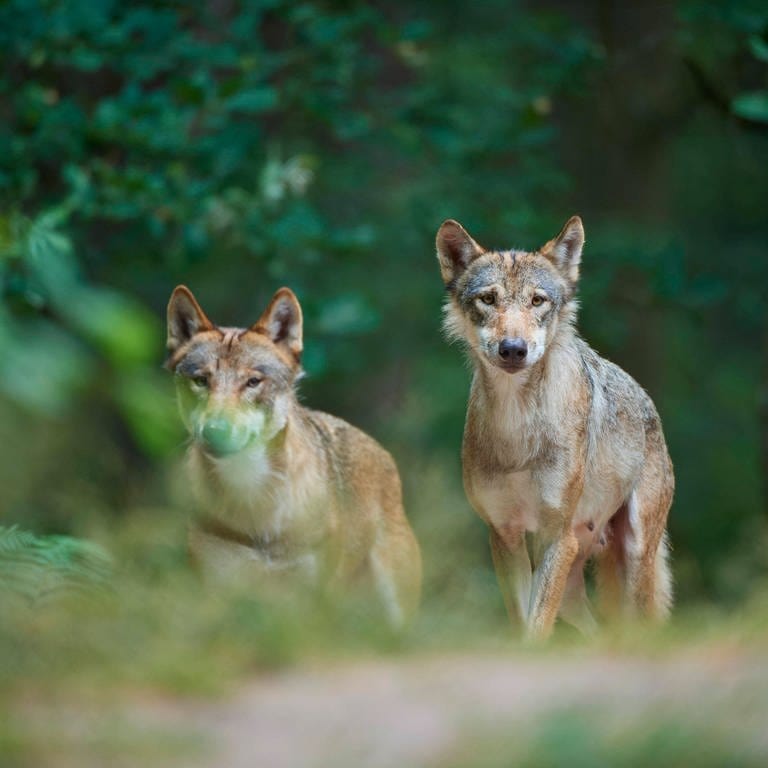 Symbolbild: Zwei Europäische Wölfe (Canis lupus) in einem Wald in Deutschland