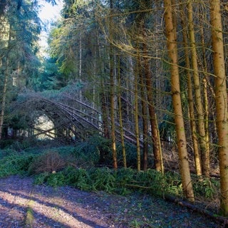 Symbolbild | Verbogene und gebrochene Bäume: Schäden in einem Fichtenwald nach einem Sturm bei Ingerkingen in der Gemeinde Schmemmerhofen (Kreis Biberach).