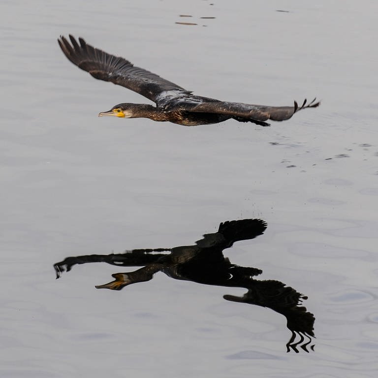 Ein Kormoran fliegt über den Bodensee