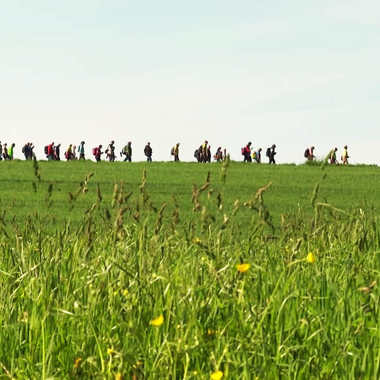 Wanderführer aus Baden-Württemberg treffen sich auf der Höri (Foto: SWR)