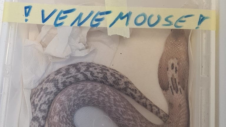 Eine lebende, giftige Cobra in einer Plastikbox. Sie ist am Zoll Bietingen geschmuggelt worden. (Foto: Pressestelle, Hauptzollamt Singen) Eine lebende, giftige Cobra in einer Plastikbox. Sie ist am Zoll Bietingen geschmuggelt worden.