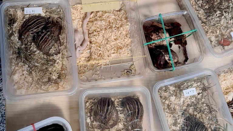 Gefährliche Tiere in einer Plastikbox, darunter Giftschlangen. Schmuggel am Zoll Bietingen aufgedeckt. (Foto: Pressestelle, Hauptzollamt Singen) Gefährliche Tiere in einer Plastikbox, darunter Giftschlangen. Schmuggel am Zoll Bietingen aufgedeckt.