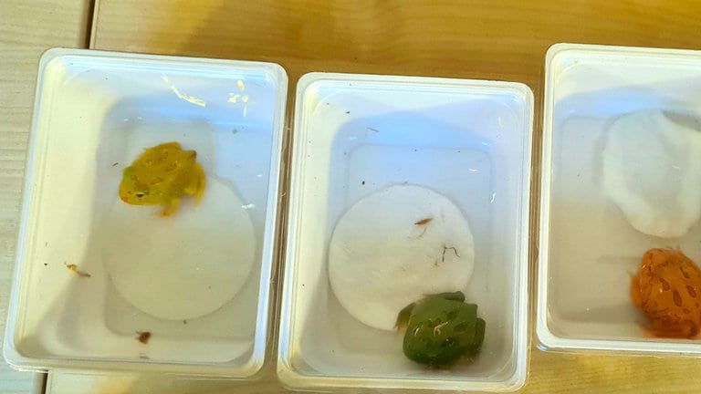 Frösche in einer Plastikbox. Sie sind am Zoll Bietingen geschmuggelt worden. (Foto: Pressestelle, Hauptzollamt Singen) Frösche in einer Plastikbox. Sie sind am Zoll Bietingen geschmuggelt worden.
