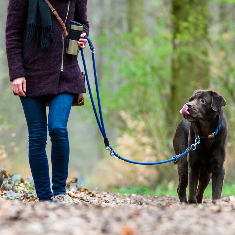 Im Heilbronner Stadtwald gilt von April bis Mitte Juli Leinenpflicht für Hunde (Symbolbild)