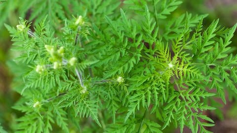 Eine Beifuß-Ambrosiapflanze (Ambrosia artemisifolia) an einem Waldweg in Dammendorf bei Müllrose (Landkreis Oder-Spree), aufgenommen am 27.08.2009. Die Pollen der Pflanze sind stark allergieauslösend.