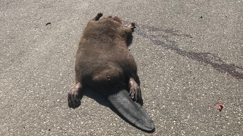 Ein überfahrener Biber liegt tot am Straßenrand. (Foto: Uwe Genzwürker - Landratsamt Heilbronn) Ein überfahrener Biber liegt tot am Straßenrand.