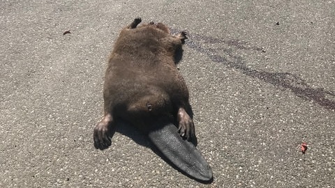 Ein überfahrener Biber liegt tot am Straßenrand. (Foto: Uwe Genzwürker - Landratsamt Heilbronn)