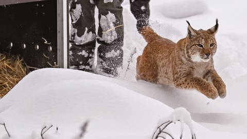 Luchskatze Finja rennt nach dem Öffnen der Transportbox in den verschneiten Schwarzwald. Sie wurde im Nordschwarzwald ausgewildert, um die Luchspopulation wieder aufzubauen.