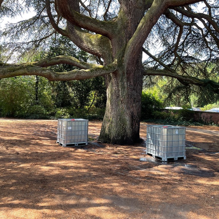 Libanon-Zeder in Weinheim mit zwei Wasserbehältern im Schlosspark