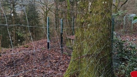 Zaun an Reh-Gehege im Wald bei Billigheim 
