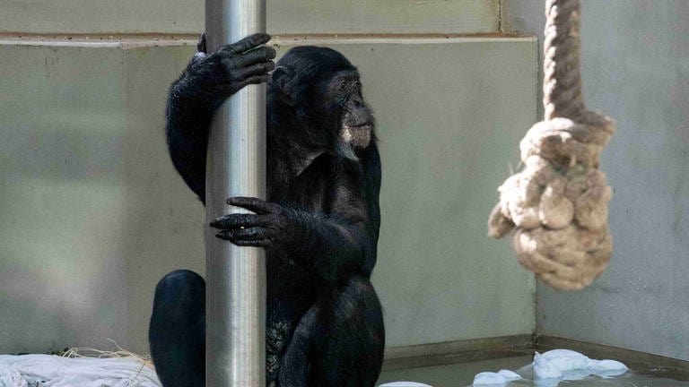 Bonobo-Männchen Congo ist 40 bis 50 Jahre alt und lebt seit kurzem in der Stuttgarter Wilhelma. 
