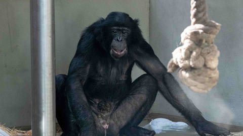 Bonobo-Männchen Congo zeigt sich in der Stuttgarter Wilhelma in seiner ganzen Pracht.