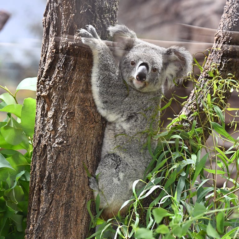 Ein Koala klettert auf einen Baum in seinem neuen Gehege in der Wilhelma in Stuttgart.