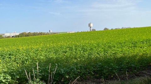 Die Grünfläche "Schanzacker" zwischen Asperg und Tamm (Foto: SWR) Die Grünfläche "Schanzacker" zwischen Asperg und Tamm