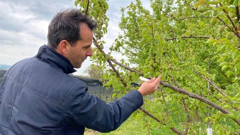 Erfrohrene Aprikosen am Baum: Jochen Heß vom Sonnenbühlhof bei Fellbach muss Ausfälle bei der Ernte Nach den Nächten mit Frost hinnehmen. 