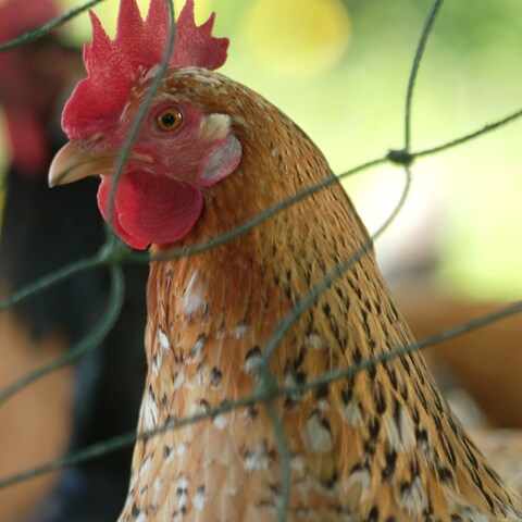 Ein Huhn von Sarah Wirth steht hinter einem Zaun, im Hintergrund ist ein zweites Huhn zu sehen.
