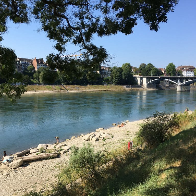 Blick auf den Rhein aus dem Schatten  (Foto: SWR, Laura Könsler)