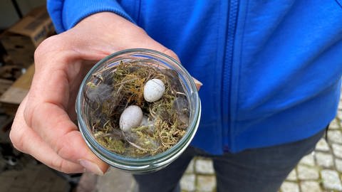 Eier von Mehlschwalben sind ganz klein. (Foto: SWR)