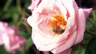 Rosenblüte 