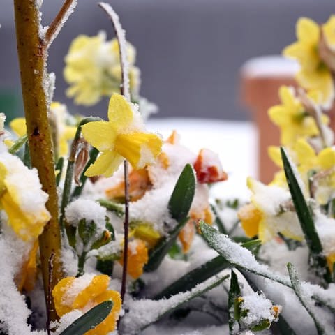 Nach dem erneuten Wintereinbruch im April 2024 sind die Osterglocken mit Schnee überzuckert. (Foto: picture-alliance / Reportdienste, Uli Deck)