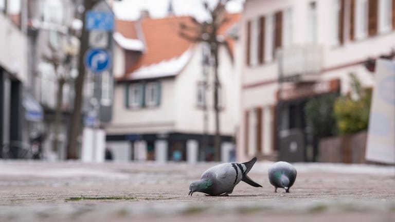Tauben-Füttern in der Innenstadt verboten