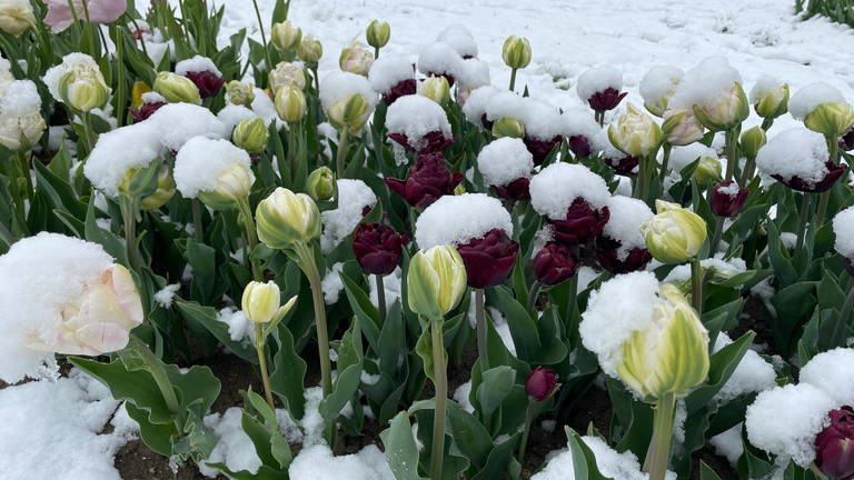 verschneite Tulpen in Gönningen