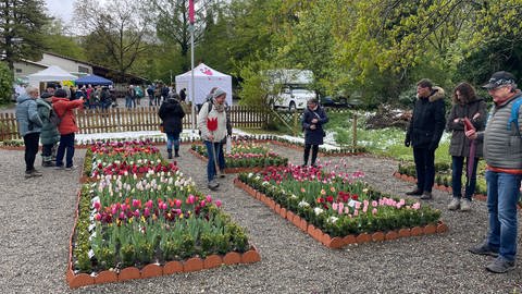 Kleiner Schaugarten mit vielen Tulpen in Gönningen 