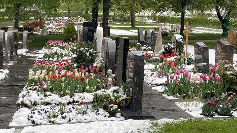 Gönninger Friedhof mit traditioneller Tulpenbepflanzung