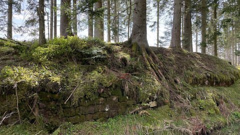 Von Bäumen und Moos überwucherte Steine des Führerhauptquartiers der Nazis im Nordschwarzwald. 