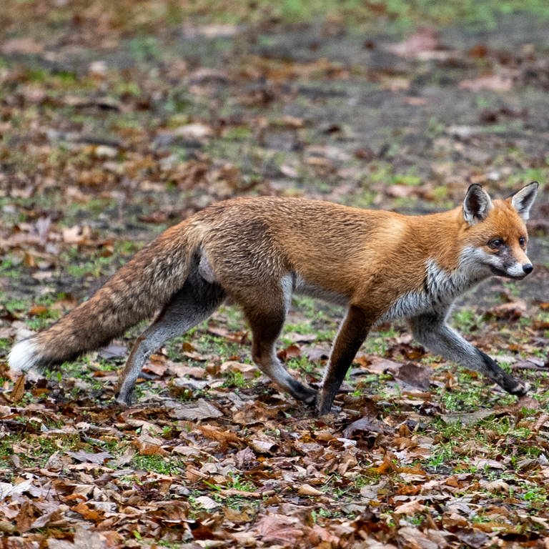 Ein Fuchs läuft über eine Wiese. 