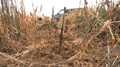 Weihnachts- und Nadelbäume in Zeiten von Hitze und Trockenheit: Viele Pflanzen, die in diesem Frühjahr gepflanzt wurden, stehen völlig vertrocknet da.  (Foto: SWR)