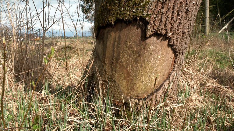 Die Spuren des Bibers am Baum sind entlang des Tobelbachs in Unterwachingen überall zu sehen.  (Foto: SWR)