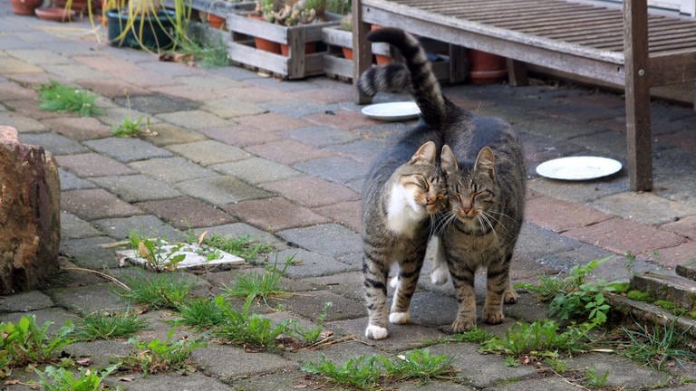 Zwei Katzen nebeneinander: Die Katzenhilfe UlmNeu-Ulm zählt in etwa 400 streunende Katzen, im Ostalbkreis könnten es laut der dortigen Katzenschutzinitiative bis zu 1.000 sein (Symbolbild).