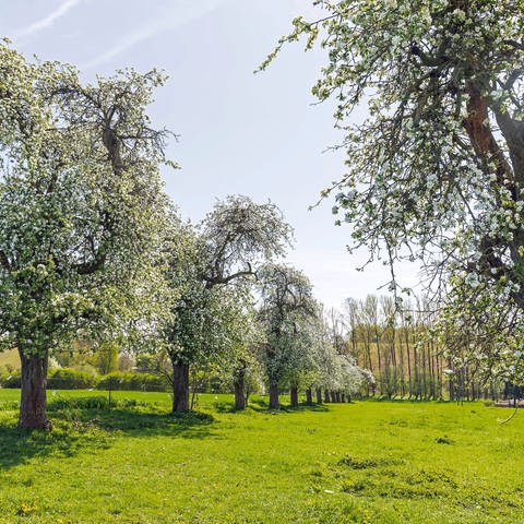 Reihe mit blühenden Apfelbäumen. Frühere Blüte wegen milder Temperaturen: Von der Ostalb bis zum Bodensee herrscht Sorge um die Obstbäume (Symboldbild). (Foto: IMAGO, IMAGO / Hanke)