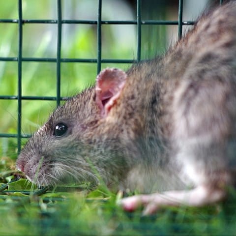 Anwohner in Elchingen haben ein Problem: In ihren Gärten machen sich seit einiger Zeit die Ratten breit.