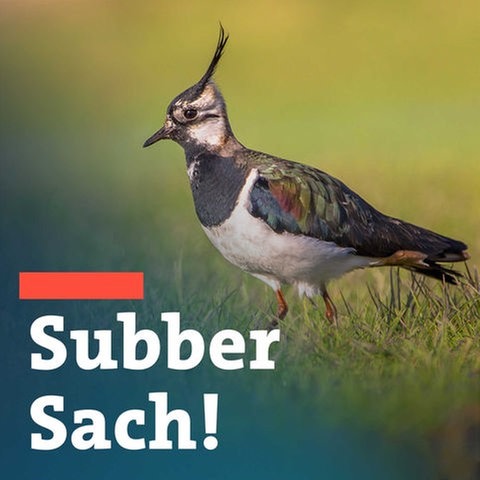 Ein Kiebitz auf einer Wiese (Foto: Getty Images, GettyImages-511461040 Kopie)