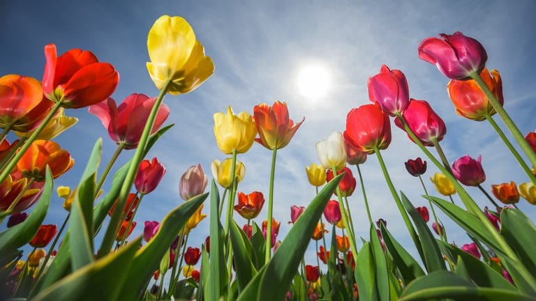 Tulpen im Sonnenschein: Die Blumen sorgen im Kasten oder Topf auf Balkon und Terrasse für knallige Farben. (Foto: dpa Bildfunk, picture alliance/Andreas Arnold/dpa)