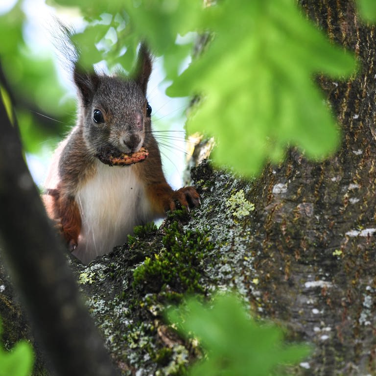 Eichhörnchen im Wald. 