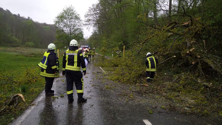 Die Feuerwehr der Verbandsgemeinde Zweibrücken-Land hat am Montagabend zwischen Battweiler und Oberauerbach einen umgestürzten Baum von der Fahrbahn entfernt.  (Foto: Feuerwehr der Verbandsgemeinde Zweibrücken-Land)