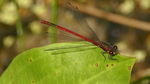 Libelle sonnt sich auf einem Blatt (Foto: Jürgen Ott )