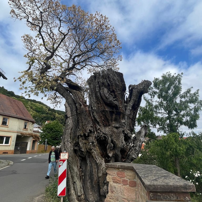 Fast alle Menschen in dem rund 900-Einwohner großen Dannenfels verbinden schöne Kindheitserinnerungen mit dem uralten Kastanienbaum. 
